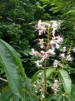 photo of Bottlebrush Buckeye
