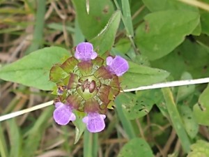 photo of Selfheal