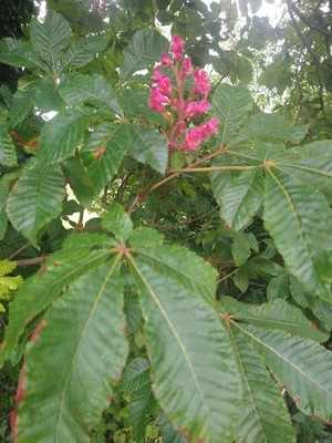 photo of Red Buckeye