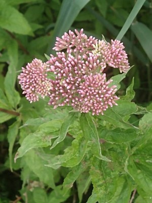 photo of Hemp Agrimony