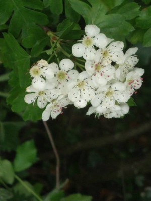 photo of Midland Hawthorn