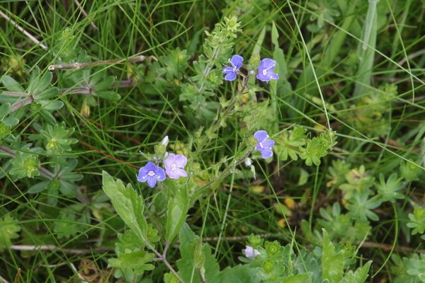 photo of Germander Speedwell