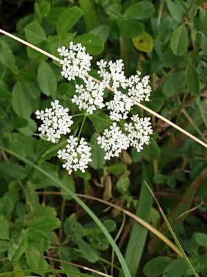 photo of Ground Elder