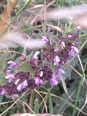 photo of Black Horehound
