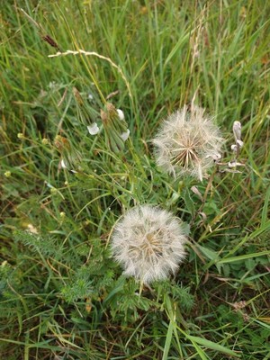 photo of Goat's Beard