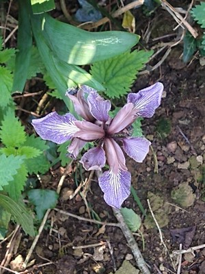 photo of Stinking Iris