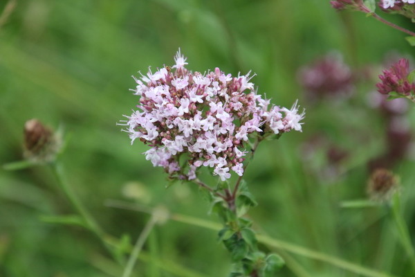 photo of Wild Marjoram