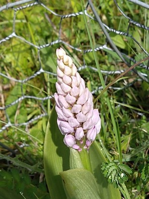 photo of Military Orchid