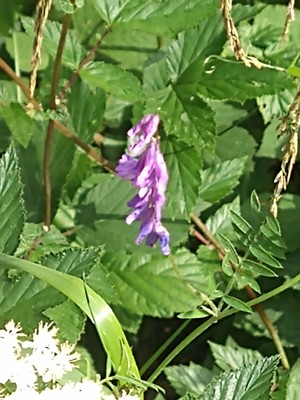 photo of Fodder Vetch