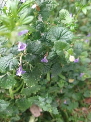 photo of Ground Ivy