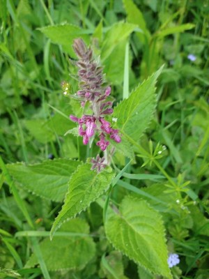 photo of Hedge Woundwort