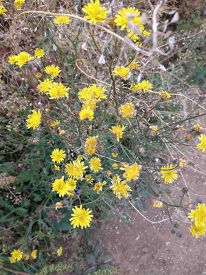 photo of Beaked Hawk's Beard
