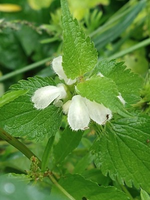 photo of White Dead Nettle