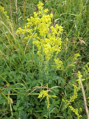 photo of Lady's Bedstraw