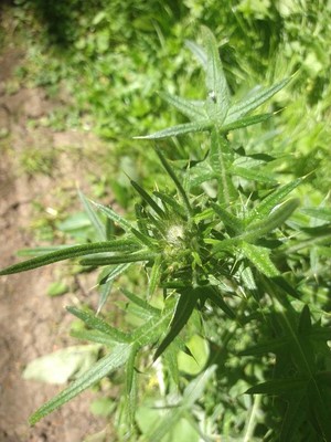 photo of Spear Thistle