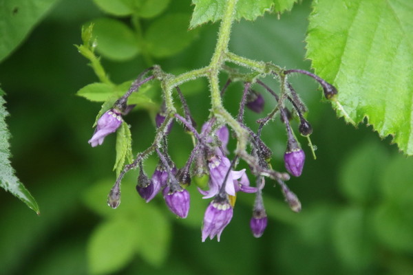 photo of Bittersweet