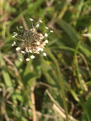 photo of Ribwort Plantain