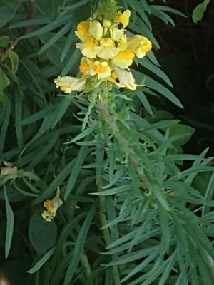 photo of Common Toadflax