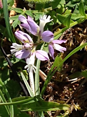 photo of Common Milkwort