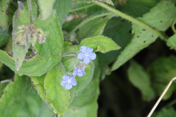 photo of Green Alkanet