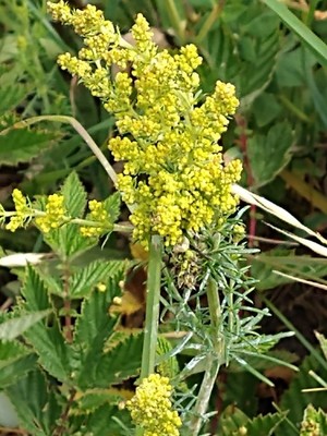 photo of Lady's Bedstraw