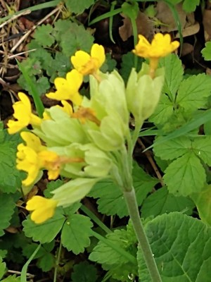 photo of Cowslip