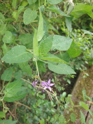 photo of Bittersweet