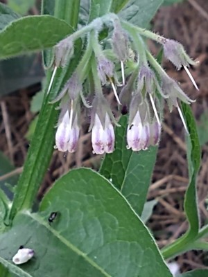 photo of Common Comfrey