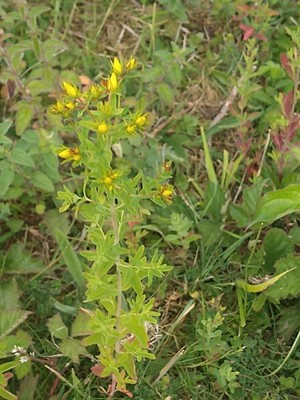 photo of Perforate St. John's Wort