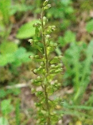 photo of Common Twayblade