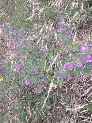 photo of Common Mallow