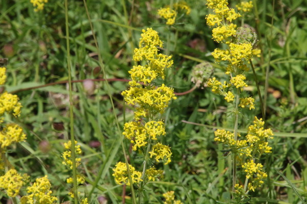 photo of Lady's Bedstraw