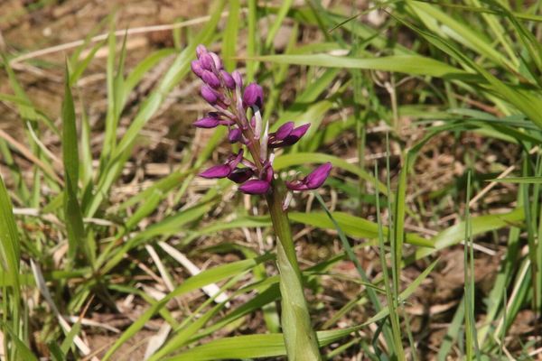 photo of Early Purple Orchid