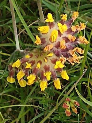 photo of Kidney Vetch