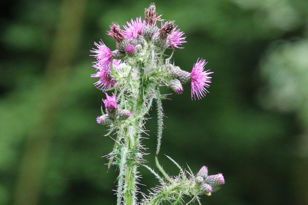 photo of Marsh Thistle