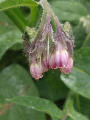 photo of Common Comfrey