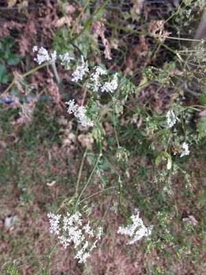 photo of Spreading Hedge Parsley