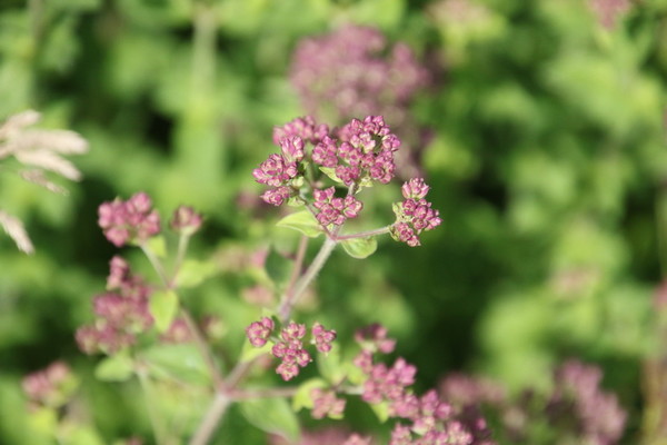 photo of Wild Marjoram