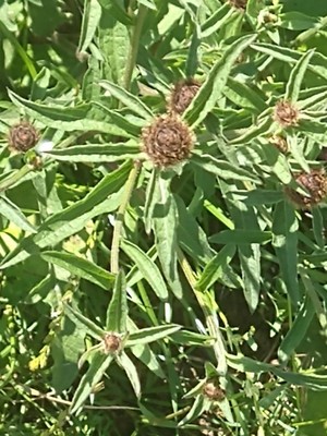 photo of Common Knapweed