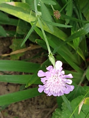 photo of Field Scabious