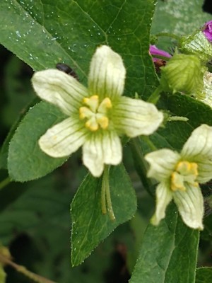 photo of White Bryony