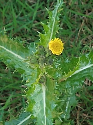 photo of Prickly Sow Thistle
