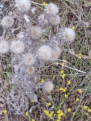 photo of Carline Thistle
