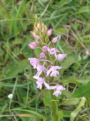 photo of Chalk Fragrant Orchid
