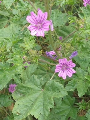 photo of Common Mallow