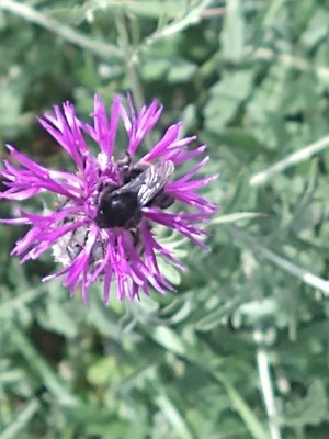 photo of Greater Knapweed