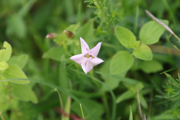 photo of Field Bindweed