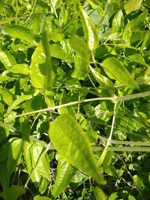 photo of Traveller's Joy