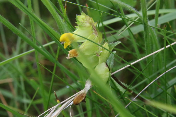 photo of Yellow Rattle