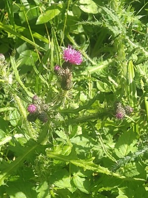 photo of Marsh Thistle